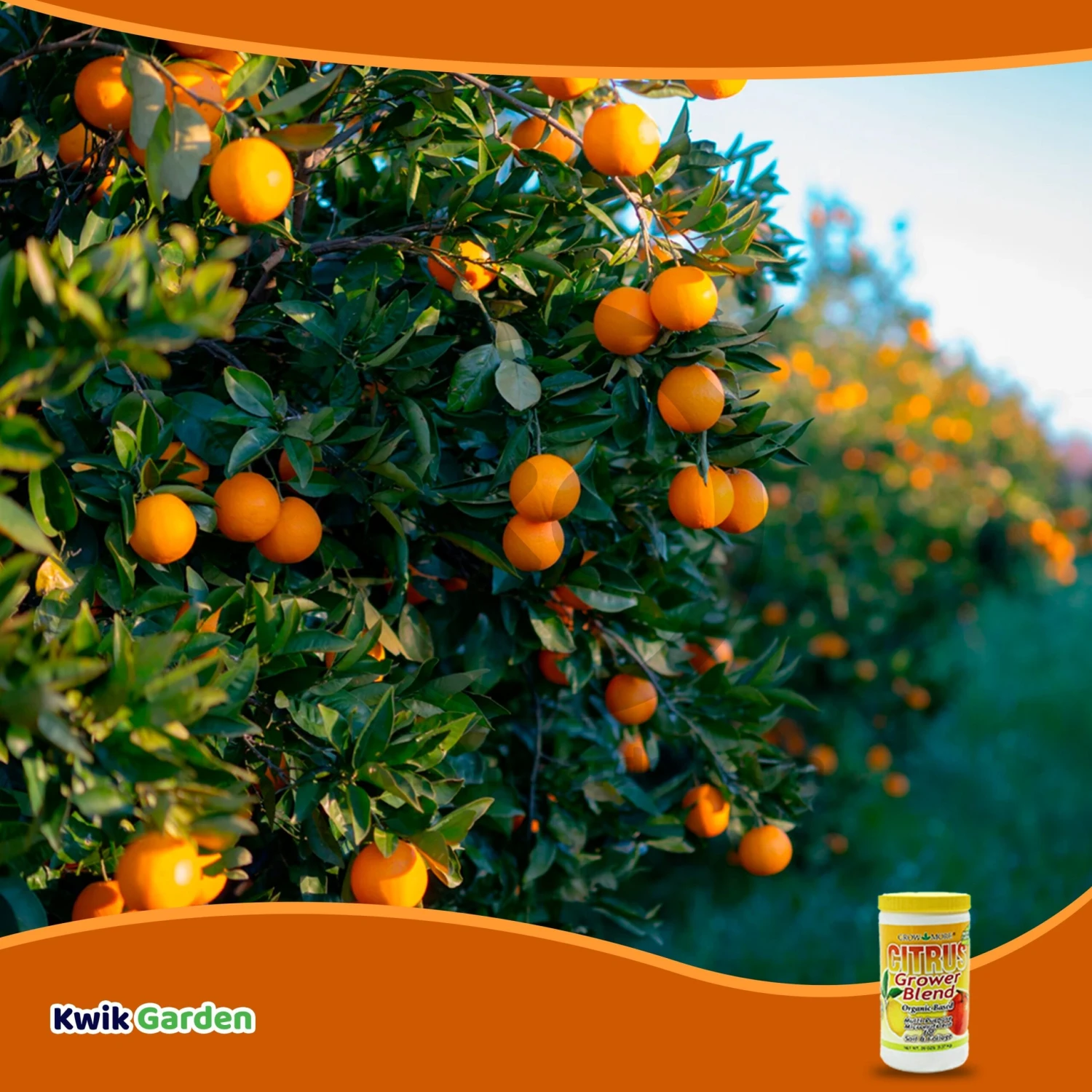 Grow More Citrus Grower Blend Fertilizer 1.7-0-0 20oz 6 Grow More Citrus Grower Blend Fertilizer 1.7-0-0 20oz - Image 6