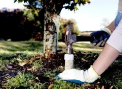 Jobe's 11-3-4 Plant Fertilizer 15 Pk 7 Jobe's 11-3-4 Plant Fertilizer 15 Pk -Corona Mix Shop medium 694a946c 4c18 4b20 828e eec9e9f059d3