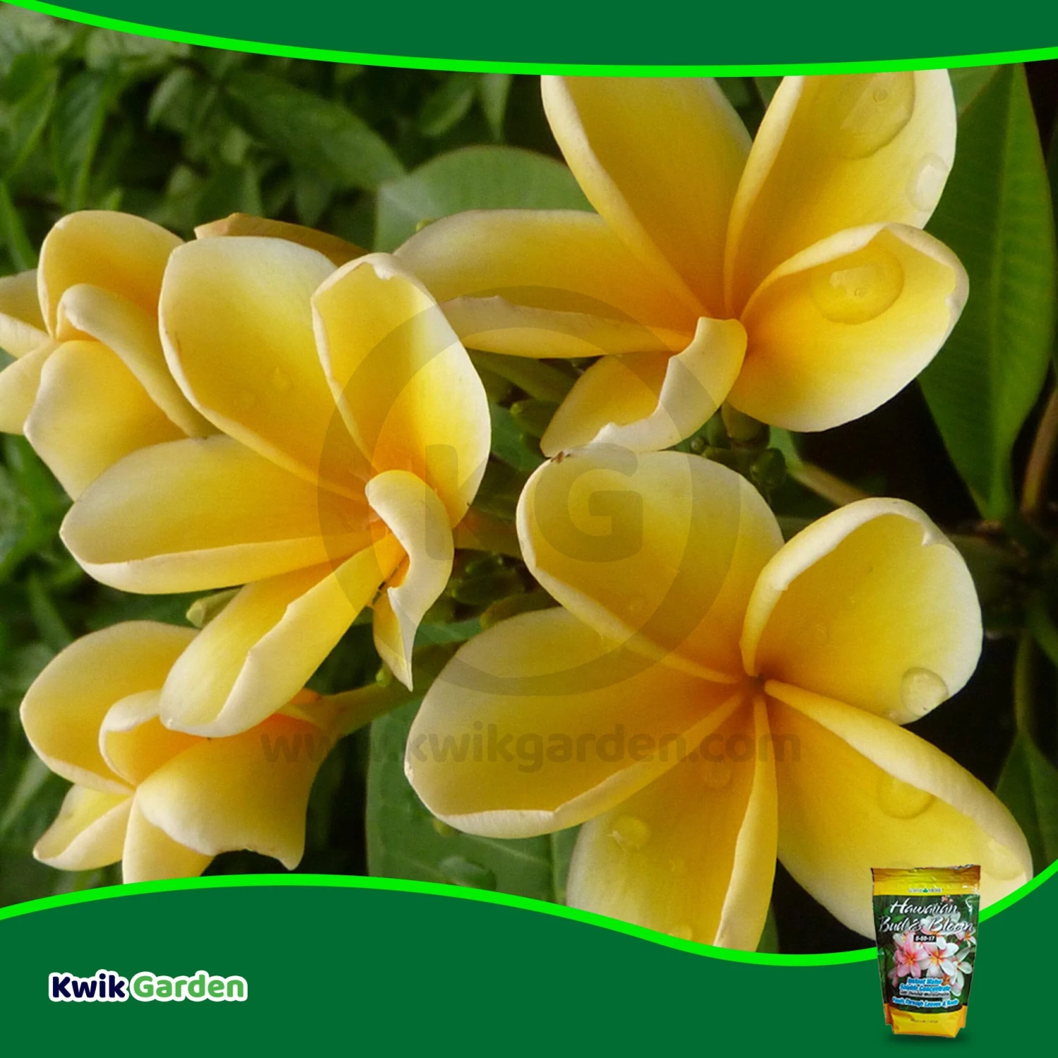 Grow More Hawaiian Bud & Bloom 3 Lb 7 Grow More Hawaiian Bud & Bloom 3 Lb - Image 7