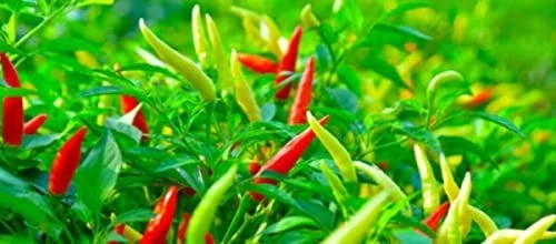 Xtreme Mykos Pure Mycorrhizal Inoculum, Granular, 1 Lb 3 Xtreme Mykos Pure Mycorrhizal Inoculum, Granular, 1 Lb - Image 3